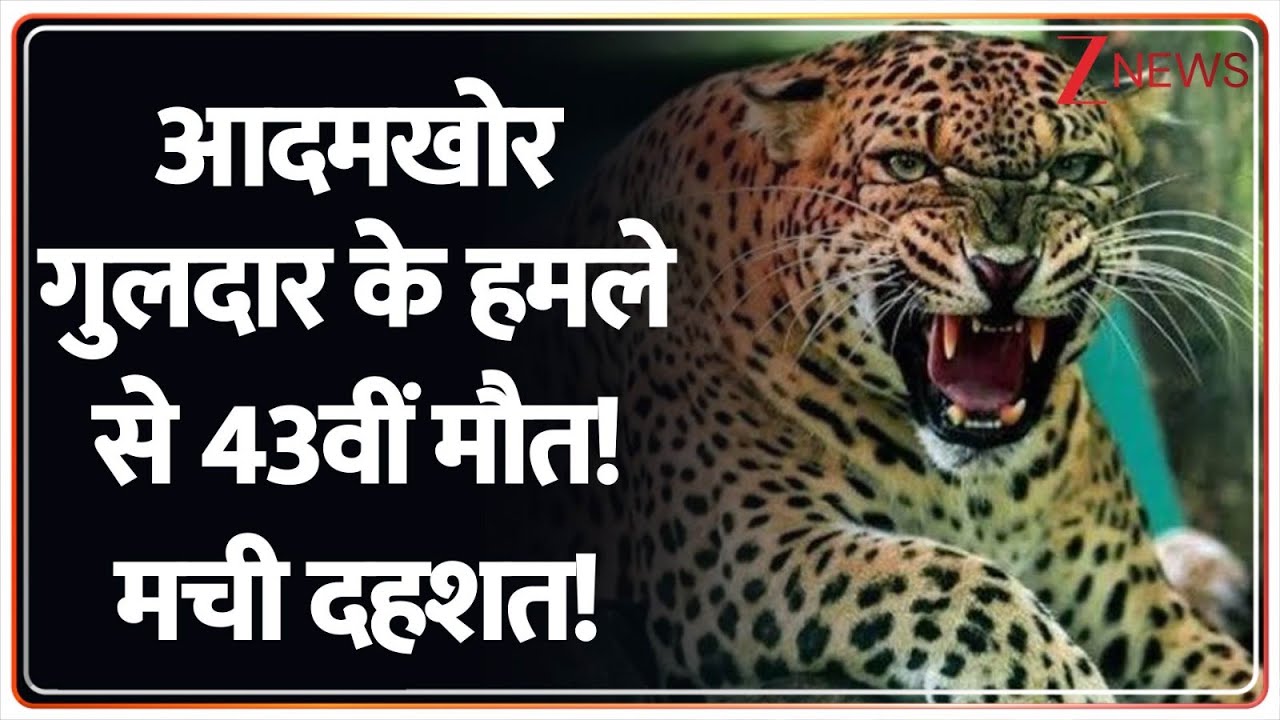 Bijnor Guldar Attack: आदमखोर गुलदार के हमले से 43वीं मौत! मची दहशत! | Breaking news | Hindi News