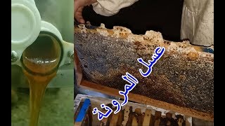 جني عسل مرونة او بخنو او سسنو 2019  How to Harvest Honey