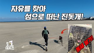 사람 &amp; 강아지가 행복하게 달리기 위한 조건은?