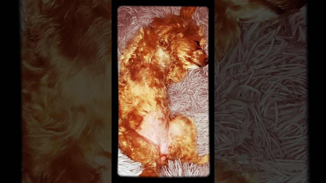 Dog How to put your dog to sleep YouTube