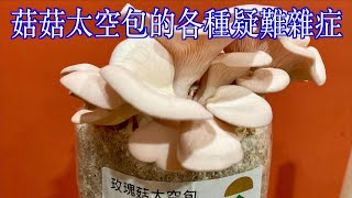 菇菇太空包的各種疑難雜症該如何處理？珊瑚菇、玫瑰菇太空包 ... 