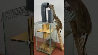 Best Homemade Mouse Trap Ideas // Mouse Trap 2#Rat #Rattrap #Mousetrap #Shorts