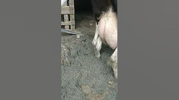 تنزيل سلب خارجي من البقرة بعد العشر ب٢ساعة 