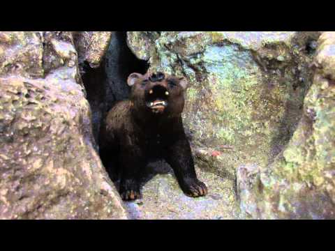 Видео: Полярна мечка нахлу в този хотел в Свалбард и залита с шоколад