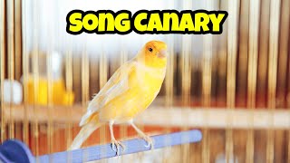 Song Canary Ultimate Care Guide 🦜 Pet birds for beginners screenshot 4