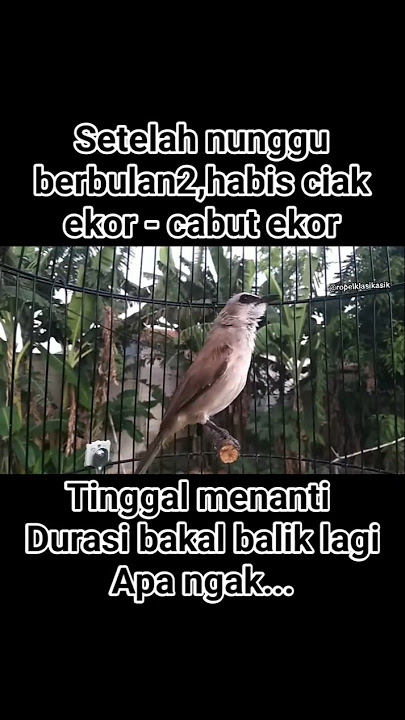 pasca ciak ekor atau cabut ekor. #trucukangacor #trucukanropel  #ropelvariasi #trucukanropelpanjang