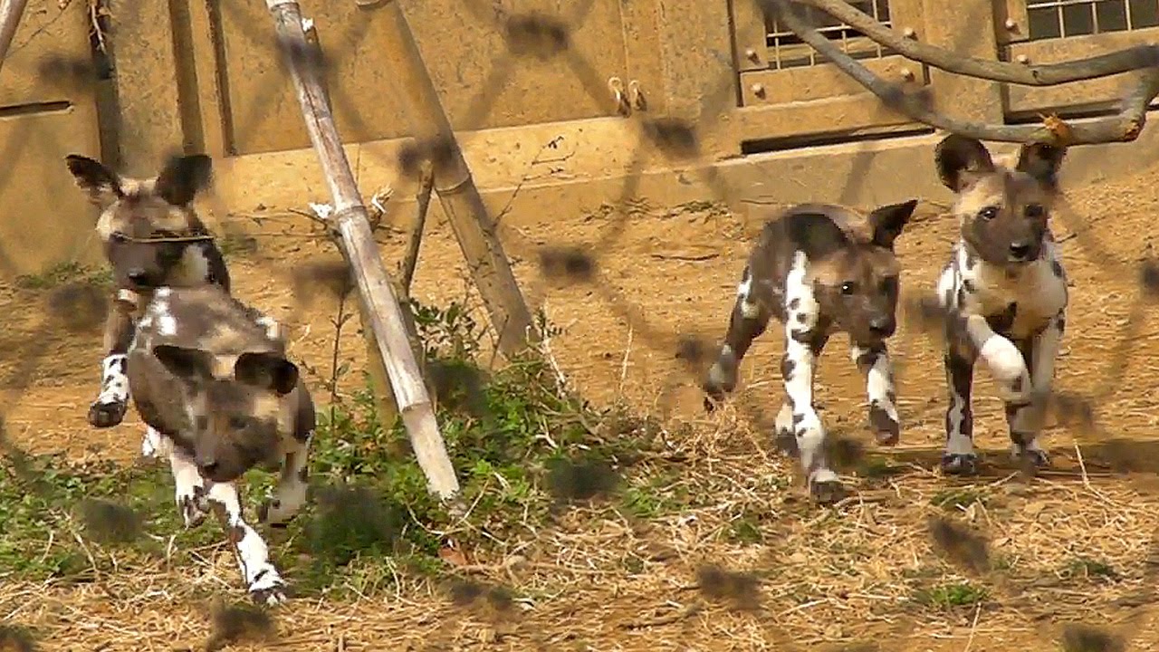 video phone beyonce mp3 リカオンの赤ちゃんデビュー！！（ズーラシア）Hyaena dog Babies