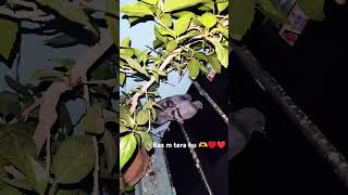 Bas M Tera Hu song  love bollywood tranding bolleywoodsong love