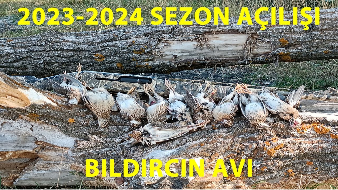 2023-2024-av-sezonu-b-ld-rc-n-a-l-av-quail-hunting-2023-wachtel