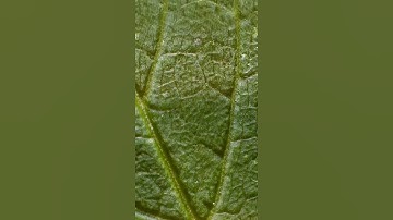 #microscope #zoom #leaf #zooming #macro #microbiology #nano #macrozoom #microzoom #pixel #xl