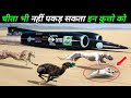 हवा को भी चीरने वाले तेज़ तर्रार कुत्ते 10 fastest dog breeds,expensive dogs,animals,Earth Adventure