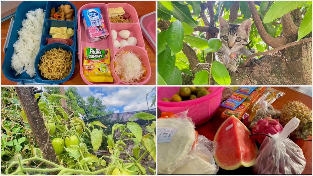 KENAPA AKU TIDAK UPLOAD 2 MINGGU INI ‼️ VIDEO TELAT TAYANG ‼️