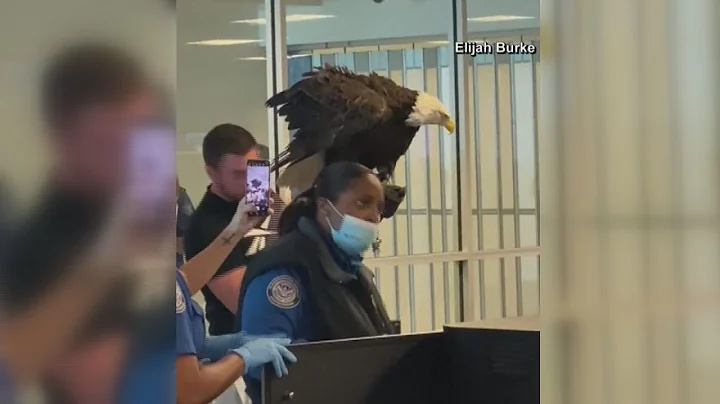 VIDEO | Bald eagle goes through airport security in Charlotte
