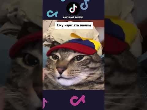НОВЫЕ ПРИКОЛЫ с котами 2025 😅 Смешные коты, Смешные видео #shorts #смешныекоты #смешныеживотные