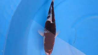 4010 Koromo 16In 300