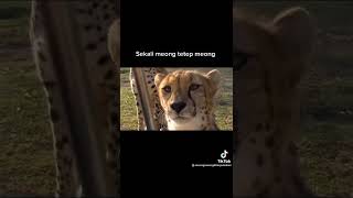 Suara cheetah, voice cheetah, funfact #shorts