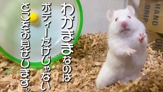 わがままなのは ボディーだけじゃない ハムスター！（笑）