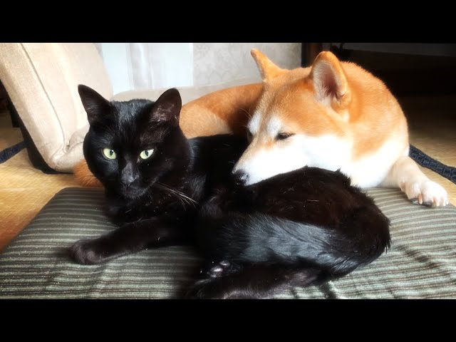 座布団を占領し合う犬と猫 Dog and Cat on the Cushion