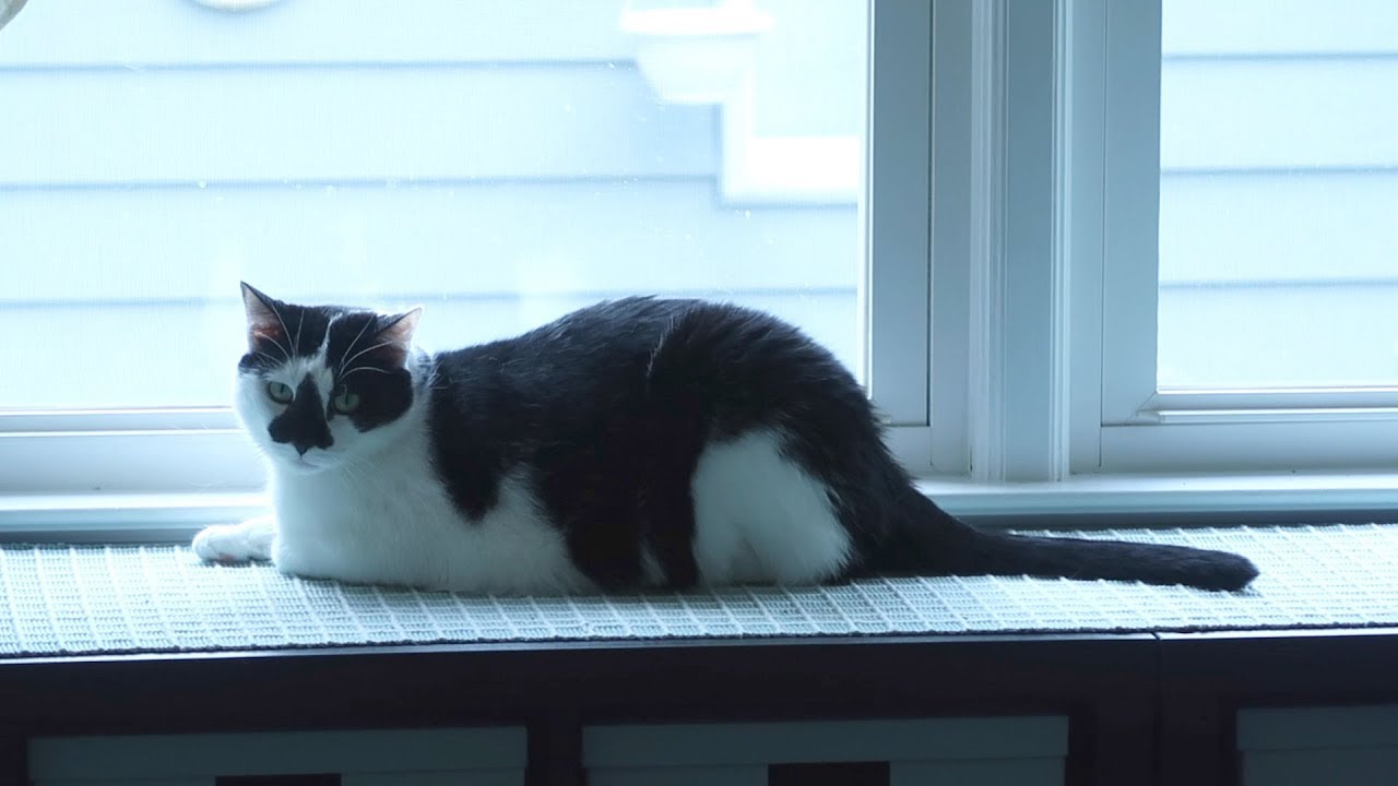 funny cats sleeping in weird positions compilation 2014 funnyplox Boo Year 2 # 54 - Cold Temperatures, Picky Eaters, and the Heated Feral Cat Shelter