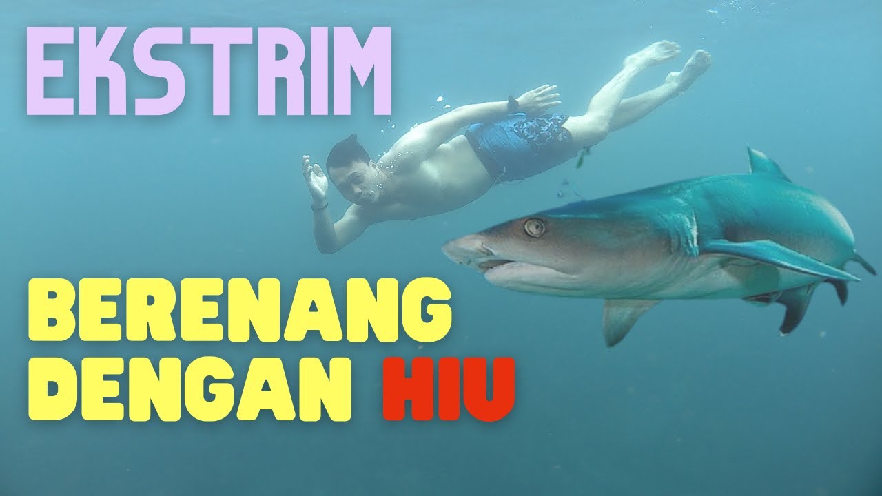 BANGSRING UNDERWATER BANYUWANGI [BERENANG BARENG IKAN HIU]
