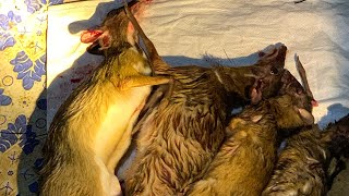 Begini Rupanya Berburu Kancil