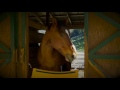 Finn, the Sweetest Horse at Square Peg