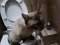 Автоматический туалет для кошек. СМЫВАТЕЛЬ®