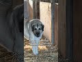 Recon cat reveals her best coyote look out spot while her bodyguards wait…