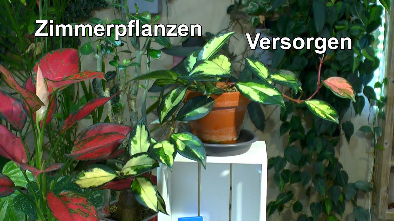 Zimmerpflanzen und Einstieg in Dolomitkalk YouTube