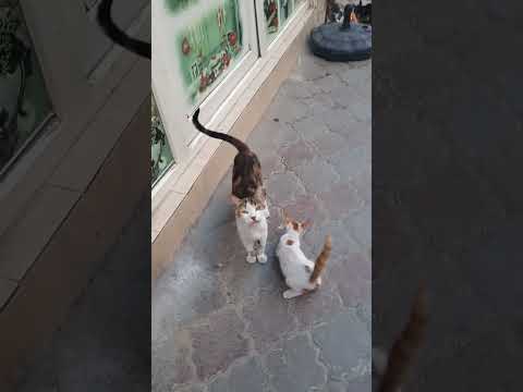 BU DÜNYA SADECE İNSANLARIN DEĞİL TÜM CANLILARIN DÜNYASI 🌍❤️ #animal #animals #cat #kedi #kitten #nyc