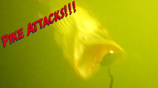 Pike Attacks! Underwater Camera Footage #fishing #monsterpike