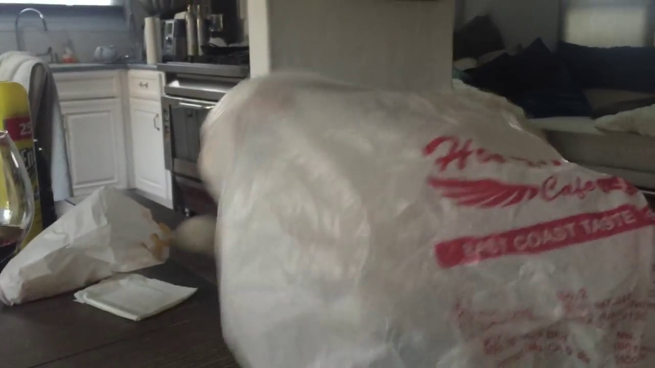 cat insanely scared of a plastic bag YouTube