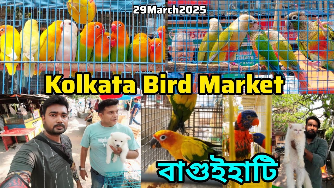 বাগুইহাটি পাখির হাট | Kolkata Bird Market | Exotic Bird | Kolkata Pet Market | 29/3/2025