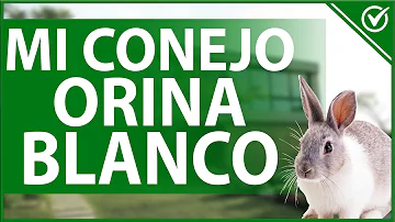 ¿Qué es la sustancia blanca que sale de mi conejo?