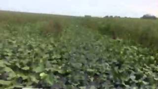 Lillipads To Picnic Island