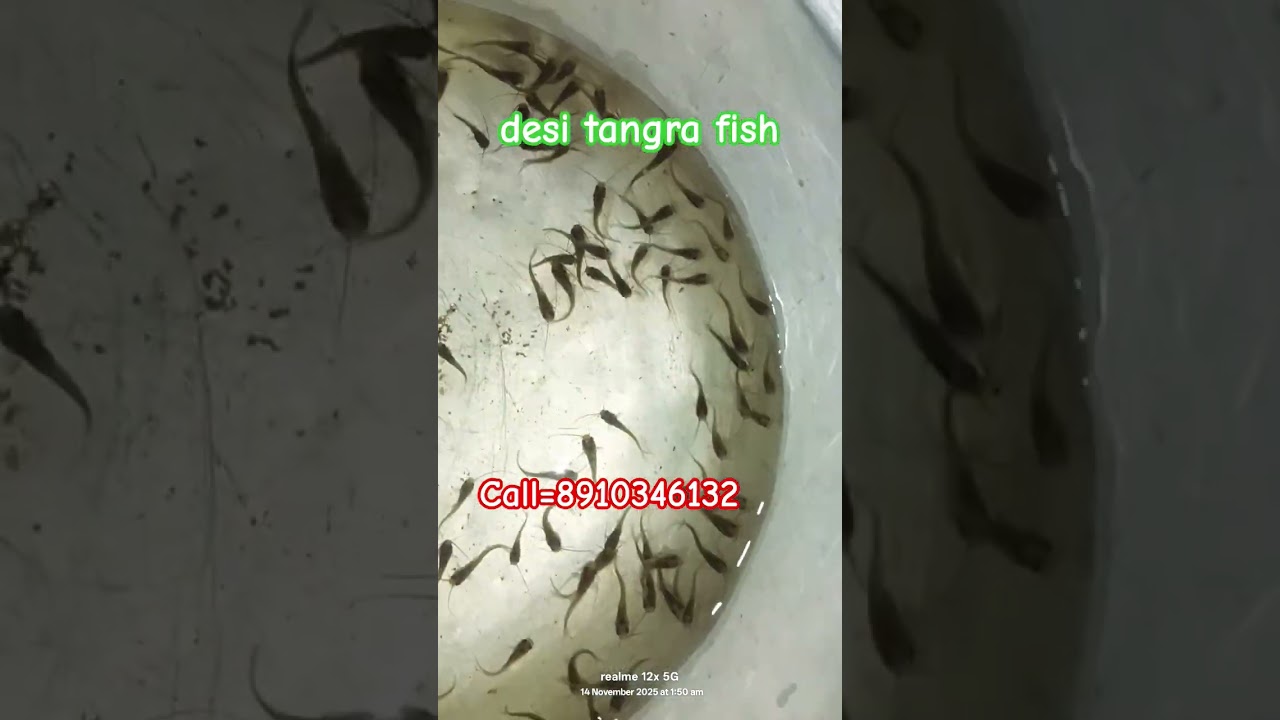spicey fish centre contact number call=8910346132  