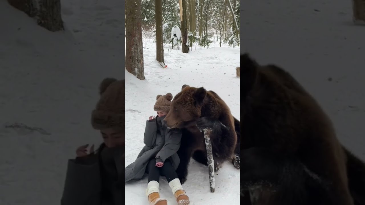 Playful Bear Moments You Won T Believe How Gentle He Is Don Try This At Home Funny Viral