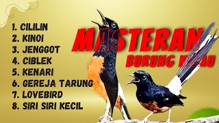 142 🔴 LIVE MURAI BATU MASTERAN 8 MATERI CILILIN KINOI KAPAS TEMBAK || MURAI JUARA