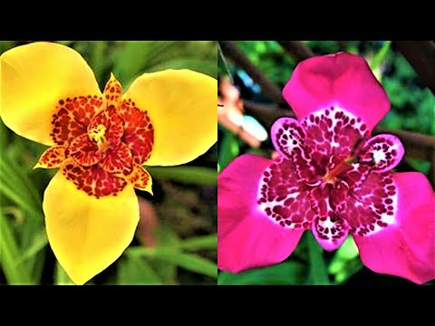 Video: Tigridia Plant Info - Wie man Tigerblumen im Garten anbaut