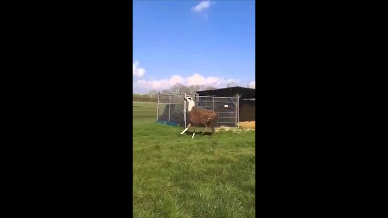 Lama прыгает. Песня лама папа