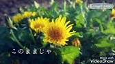 関取花 むすめ Youtube