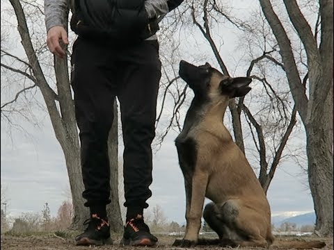 TEACHING YOUR DOG BASIC COMMANDS! | BELGIAN MALINIOS