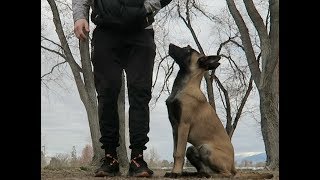 TEACHING YOUR DOG BASIC COMMANDS! | BELGIAN MALINIOS