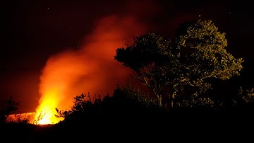 Seeding the future of the ʻōhiʻa tree