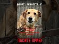 РЕКВИЗИТЫ В ШАПКЕ ПРОФИЛЯ. Не будьте равнодушными… #рек #рекомендации #помощьбездомным #приют