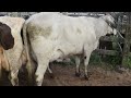 FEIRA DAS VACAS LEITEIRAS DE CAPOEIRAS PE  dia 18 06 2021