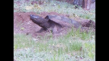Snapping Turtle Nesting