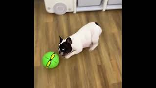 🐾Pet Toy Flying Saucer Ball