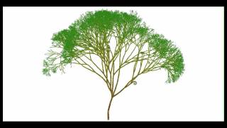 Procedural Tree Generation