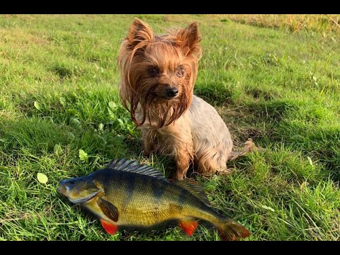 микроджиг на большой реке